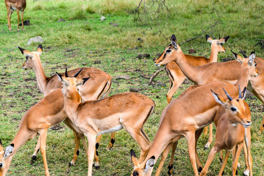 Closeup image of bunch of deer with horns