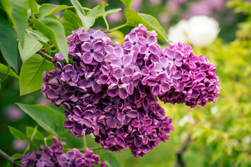 spring blooming lilac trees in a botanical garden