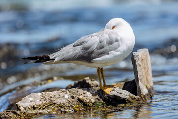 A seagull stands on a rock along the shore of a river and hides its head under a wing while keeping...