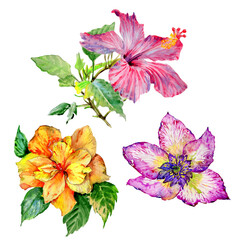 Wildflower hibiscus flower in a watercolor style isolated. Aquarelle wild flower for background, texture, wrapper pattern, frame or border.