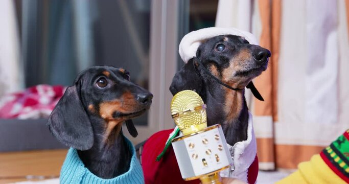 Hand holds out golden microphone to two dogs in Christmas costume. Spectator express dissatisfaction voting at talent show, open mic Alternative opinion, freedom of speech. Comic opposition, protester