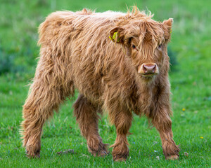 Scottish Highland Cute Calf