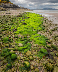Scotland seaside bright green seaweed