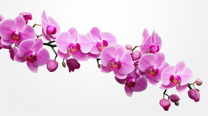 Orchid flowers on white background, Generative A