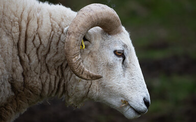Ram sheep portrait