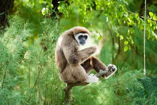 A white hand gibbon sitting on a tree relaxing and looking around.