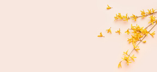 Blooming tree branches with yellow flowers on light background. Banner for design