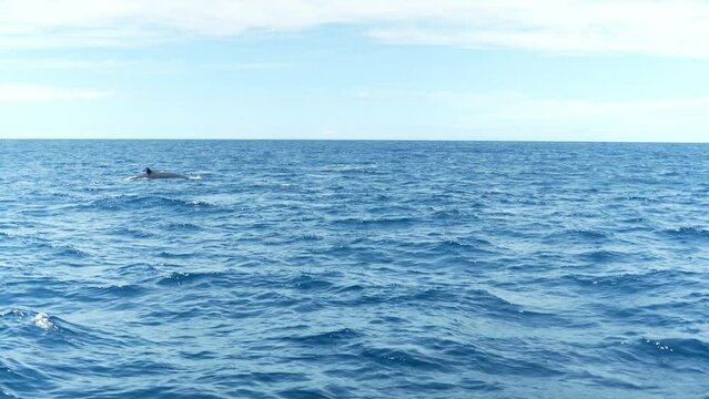 Sei whales breaching the surface of the water in Los Gigantes of the Canary Islands in rough seas
