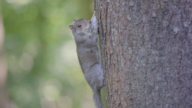 A single squirrel holds onto and climbs down a tree reaching the ground