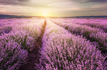 Fototapeta na wymiar Sunrise over lavender field in Bulgaria