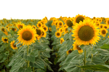 Fototapeta premium Beautiful sunflowers in the field