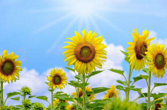 Many yellow flower of the Sunflower or Helianthus Annuus blooming under sunlight and the sun shines in the field on blue sky background