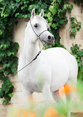 white  purebred arab at grape background