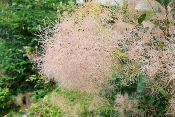 Smoke tree ( Cotinus coggygria ). Anacardiaceae Dioecious deciduous shrub.