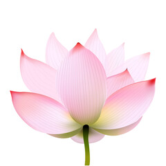 Lotus With Gradient Mesh, Vector Illustration