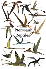 A collection of various Pterosaur reptiles from different prehistoric periods of Earth's history. © Designpics