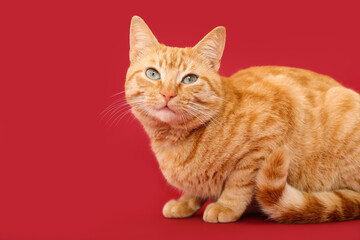 Cute ginger cat on red background