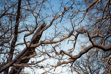 Tree branches overhead in a forest covered with a layer of snow