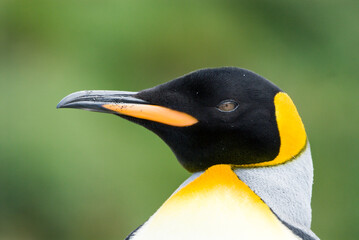 Close-up of king penguin looking at camera South Georgia