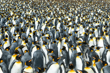 Huge King penguins colony at South Georgia