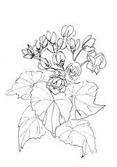 blooming begonia, graphic black and white drawing