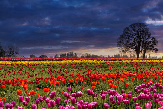 Sunset over fields of colorful tulip flowers in bloom during Spring season