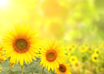 Obraz na płótnie Canvas Three bright yellow sunflowers on blurred sunny background
