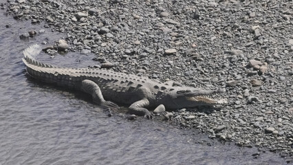 american crocodile, with open mouth, on a riverbank