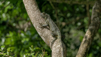 a black spiny-tailed iguana in a tree at boca tapada in costa rica