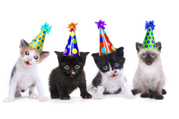 Singing Kittens on a White Background With Birthday Hats