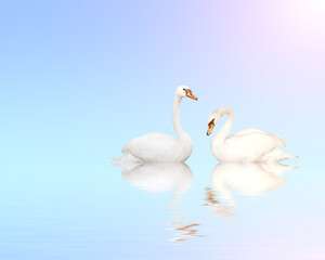 Naklejka na ściany i meble Two mute swans on blue water on sunny sky background with reflection in waves. Copy space for your text