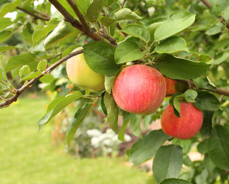 Ripe red apples and green leaves on apple-tree. Summer time