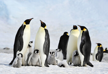 To the heart of nature travel to Antarctica. © Designpics