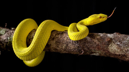 Yellow viper snake in close up and detail isolated black