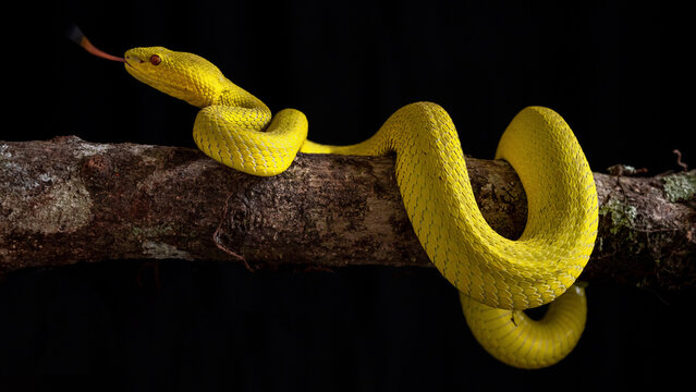 Yellow viper snake in close up and detail isolated black
