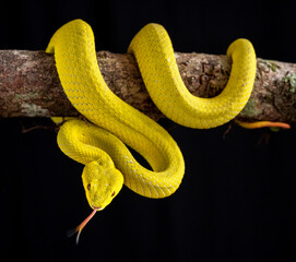 Yellow viper snake in close up and detail isolated black