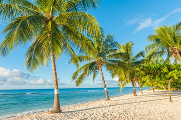 Fototapeta na wymiar Palms on the white beach and a turquoise sea on a Caribbean island of Barbados