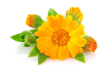 Flowers of calendula with green leaves, isolated on white background.