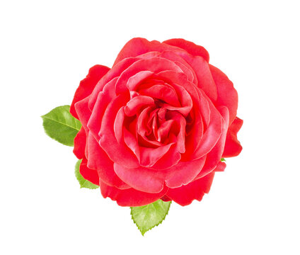 Flower of red rose with green leaves, isolated on white background.