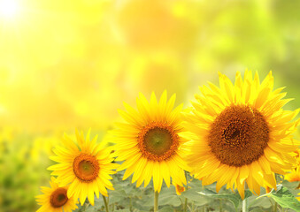 Obraz na płótnie Canvas Bright yellow sunflowers on blurred sunny background