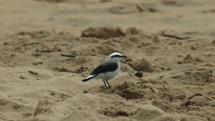 black and white bird on the beach of Ubatuba São Paulo Brazil 06-12-2023
