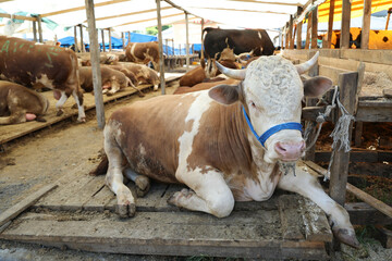 
Livestock and Sacrifice Feast
