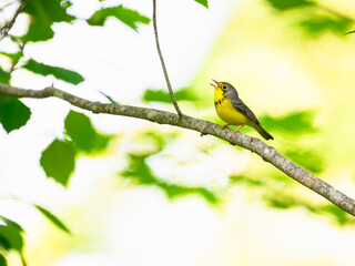 Canada Warbler perched on tree branch and singing against green leaves