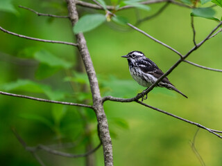 Black-and-white Warbler on tree branch against green background