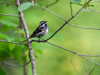 Black-and-white Warbler on tree branch against green background