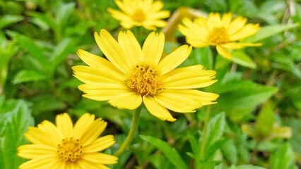 yellow dandelion flower
