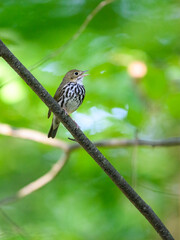 Ovenbird on tree branch calling in Spring on green background