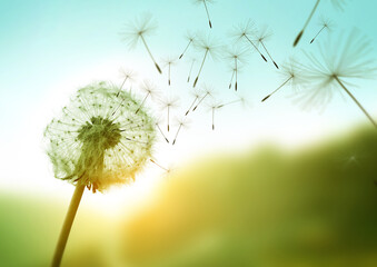 Dandelion seeds blowing in the wind across a summer field background, conceptual image meaning...