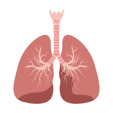 Lungs icon, flat style. Internal organs of the human design element, logo. Anatomy, medicine concept. Healthcare. Isolated on white background. Vector illustration