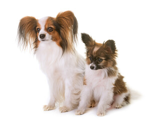 puppy and adult papillon dog in studio